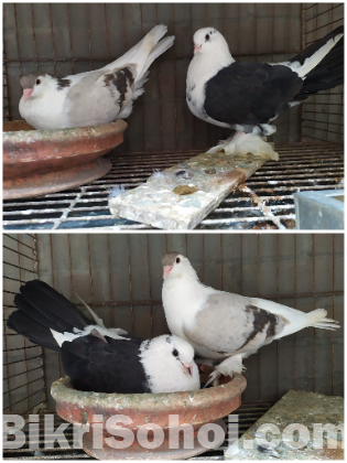 Banja Siraji  pair